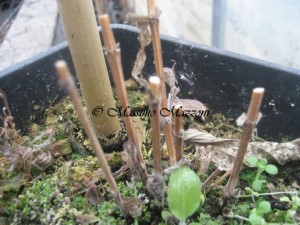 Gruppo di potatura 3 -taglio molto drastico per integrifolia, diversifolia, texensis-