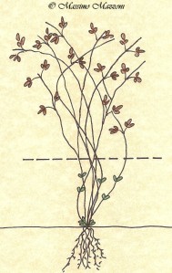 Gruppo di potatura 3 - viticella e florida-